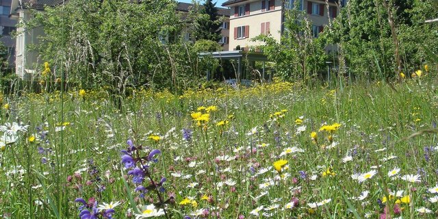 Synthetische Pflanzenschutzmittel dürften nicht mehr im Siedlungsgebiet verwendet werden, um die dortige Artenvielfalt zu bewahren, so der Kanton Jura. (Bild Bird Life Schweiz)