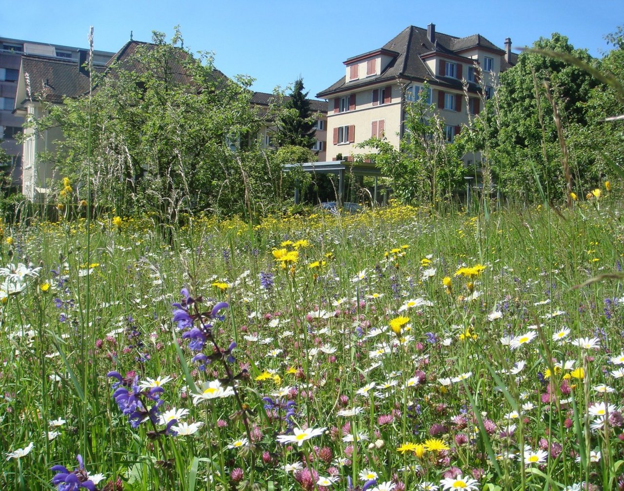 Synthetische Pflanzenschutzmittel dürften nicht mehr im Siedlungsgebiet verwendet werden, um die dortige Artenvielfalt zu bewahren, so der Kanton Jura. (Bild Bird Life Schweiz)