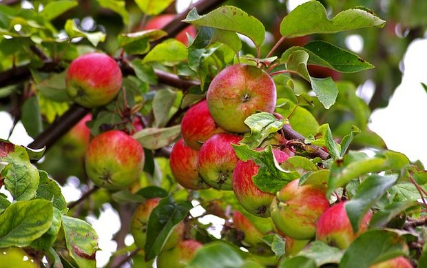 Die effektiv geernteten Mengen Mostäpfel entsprechen 69 Prozent der Ernteschätzung. (Symbolbild Pixabay)