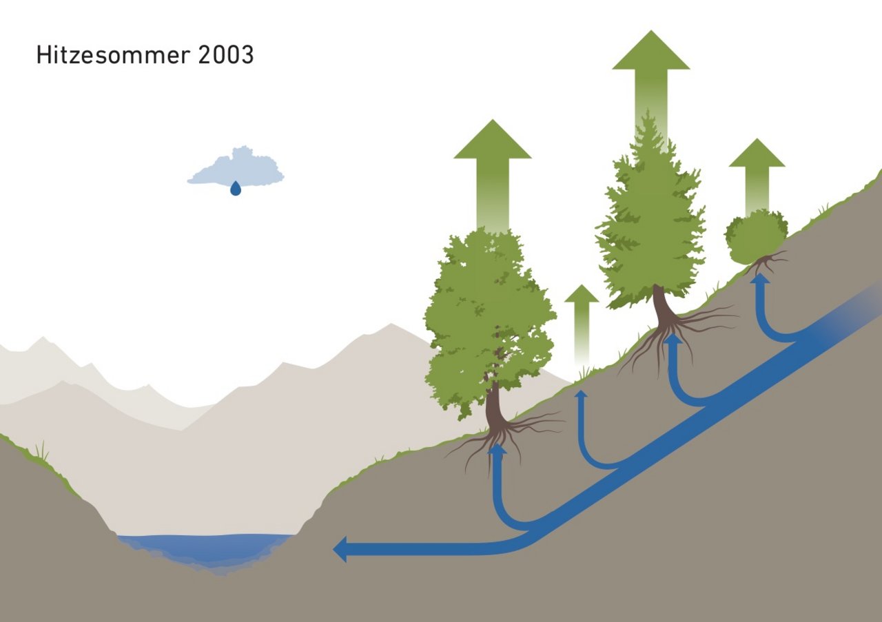 Im Hitzesommer 2003 hingegen verdunsteten die Pflanzen unerwarteter Weise mehr Wasser, als in einem durchschnittlichen Sommer. Damit reduzierten sie auch die Wassermenge in Bächen und Flüssen im Alpenraum. 