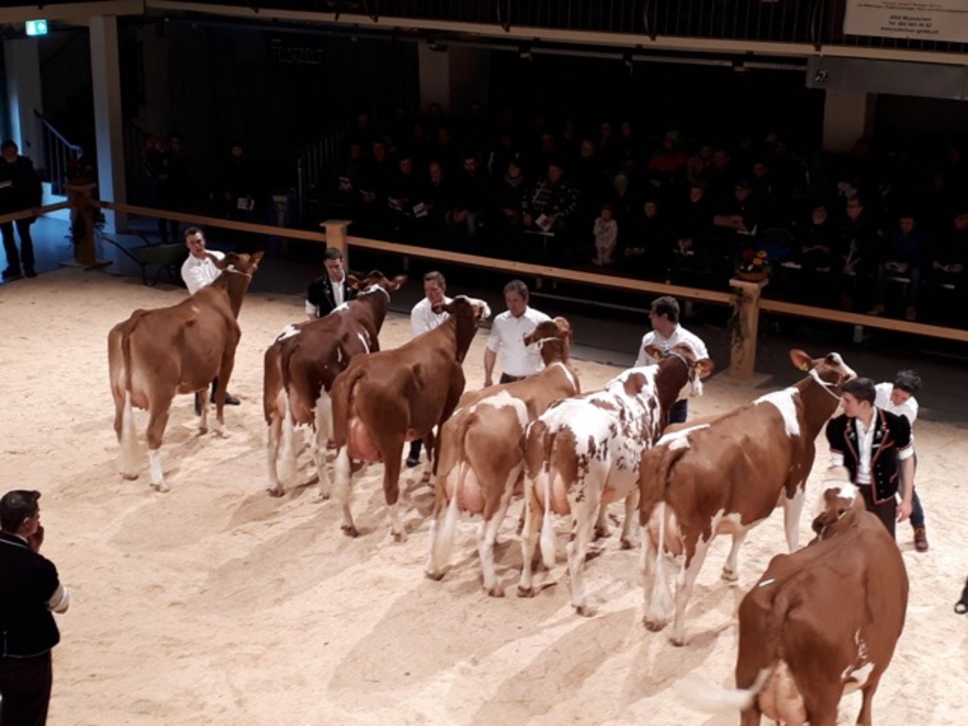 Kategorie 5: SF-Kühe, links die Siegerin Grischuna.