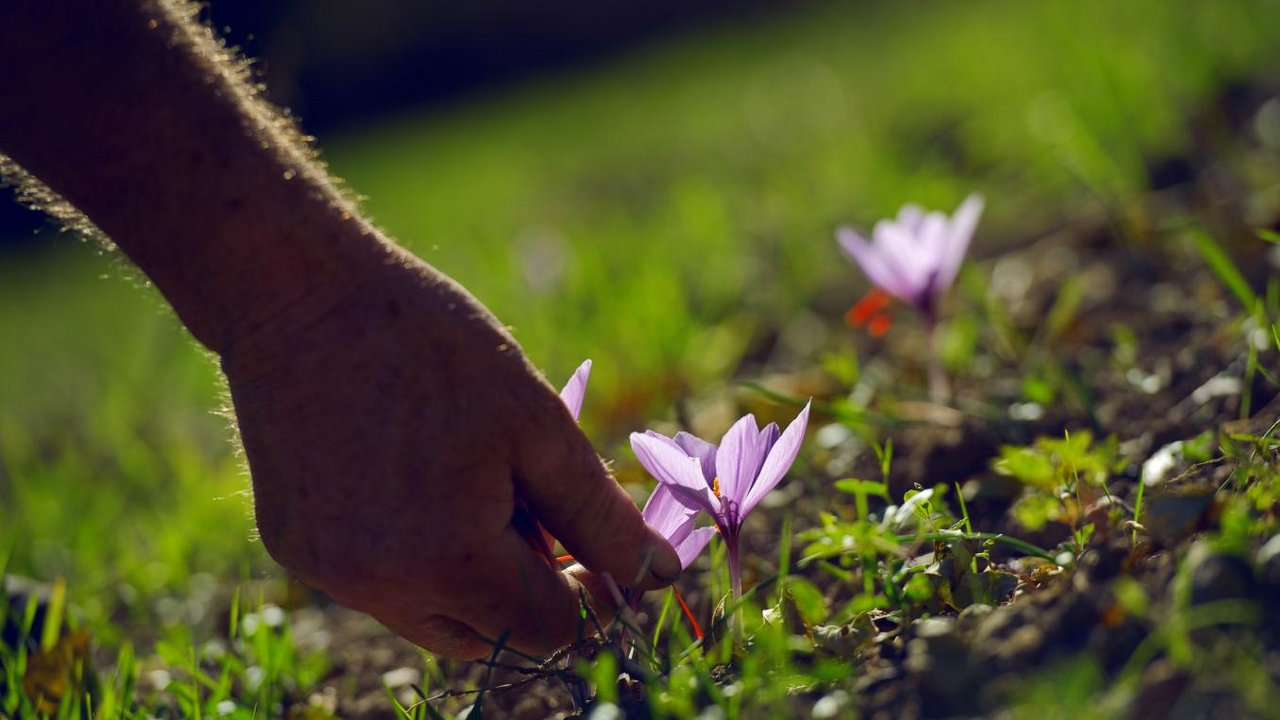 Aus Crocus sativus wird in aufwändiger Handarbeit Safran gewonnen. Auch im Wallis. (Bild Munder Safran)