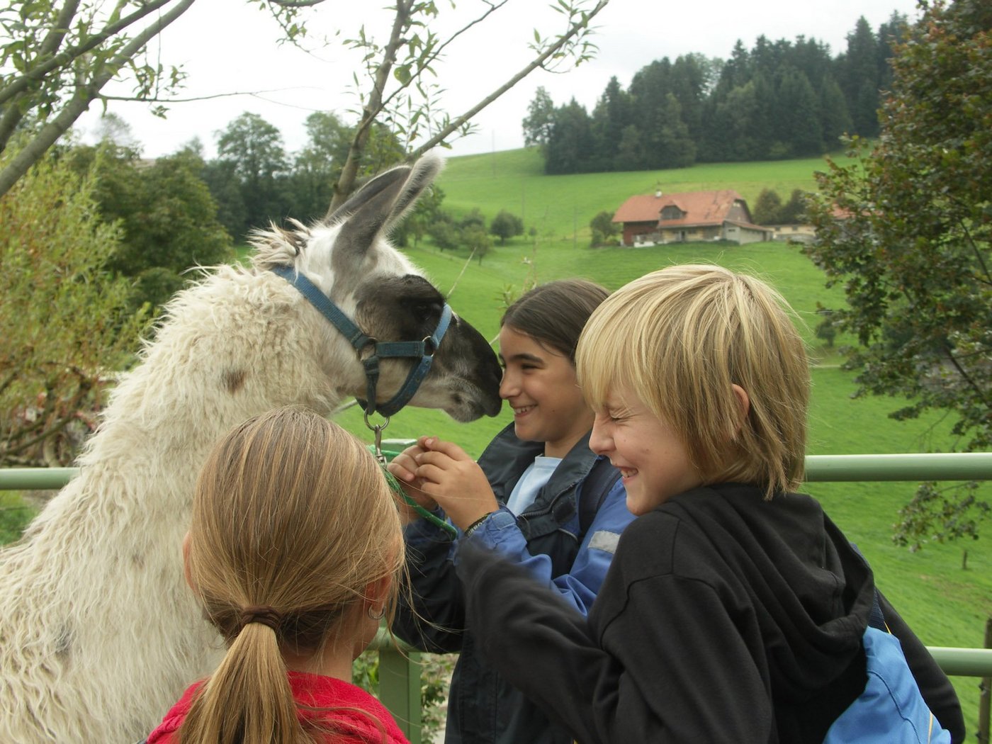 Die Kinder fühlen sich auf dem Betrieb der Meyers sofort wohl. (Bild Franz Bamert)
