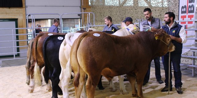 Der Frühlings-Stierenmarkt von Mutterkuh Schweiz (hier ein Archivbild) kann wegen Corona nicht stattfinden. Es gibt aber einen Onlinekatalog, damit interessierte Käufer sehen, welche Stiere direkt beim Züchter zu kaufen wären. (Bild Mutterkuh Schweiz)