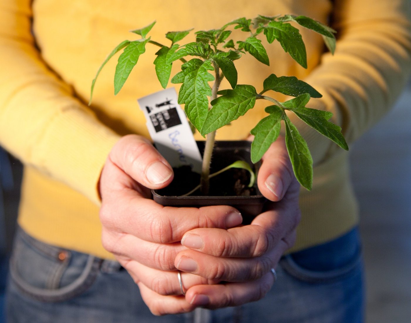 Trotz abgesagter Märkte sollen Interessierte mit Pro-Specie-Rara-Setzlingen versorgt werden. (Bild Pro Specie Rara)