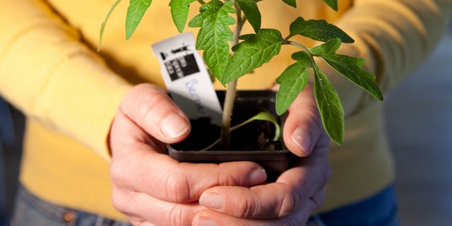 Trotz abgesagter Märkte sollen Interessierte mit Pro-Specie-Rara-Setzlingen versorgt werden. (Bild Pro Specie Rara)