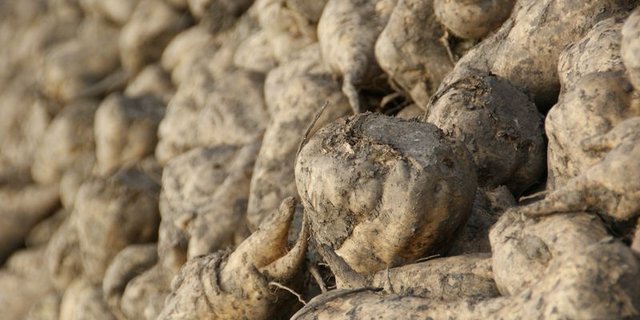 Kurz vor Weihnachten wurde die letzte Rübe des vergangenen Jahres zu Zucker verarbeitet. (Bild lid)