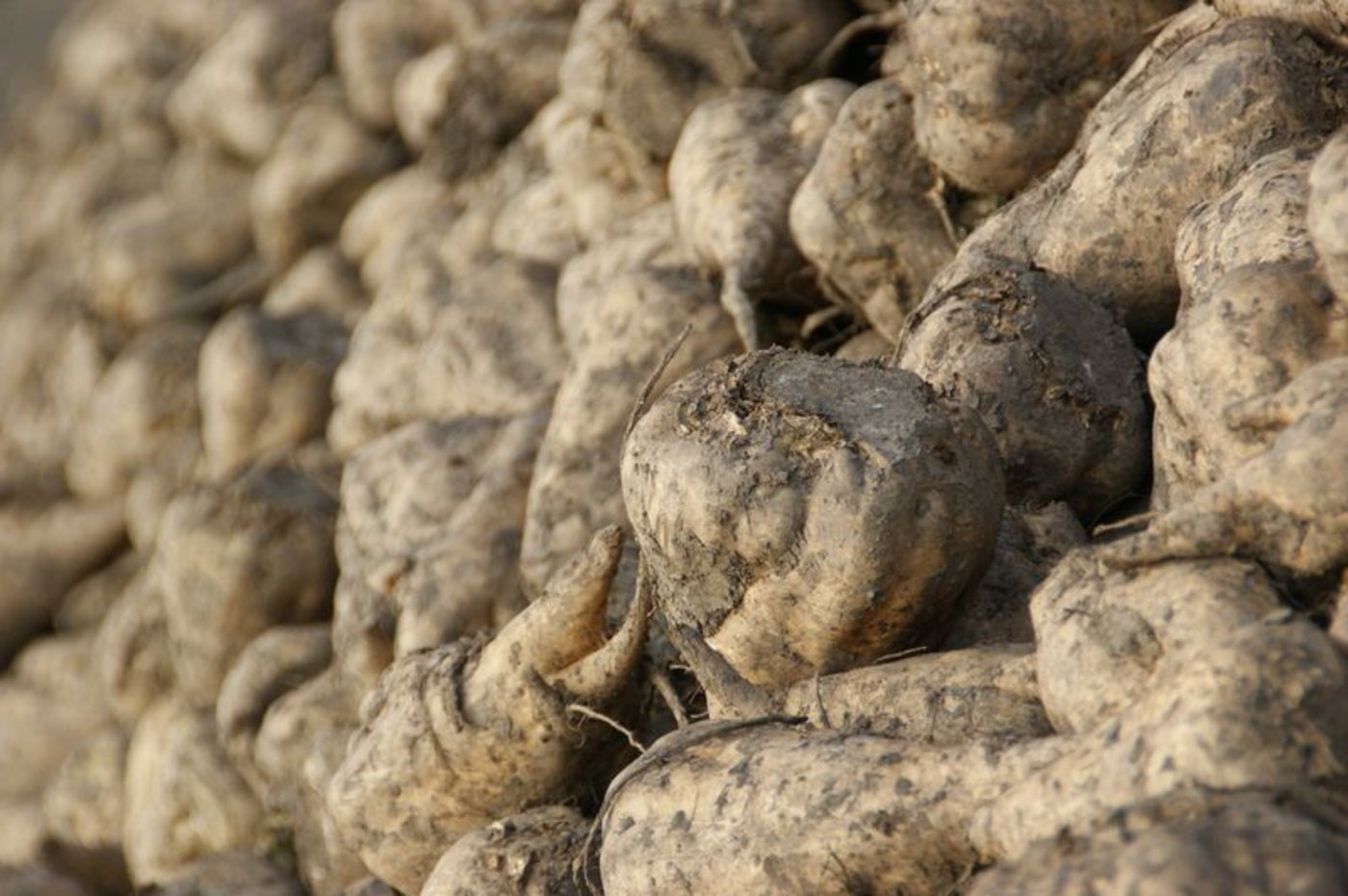 Kurz vor Weihnachten wurde die letzte Rübe des vergangenen Jahres zu Zucker verarbeitet. (Bild lid)