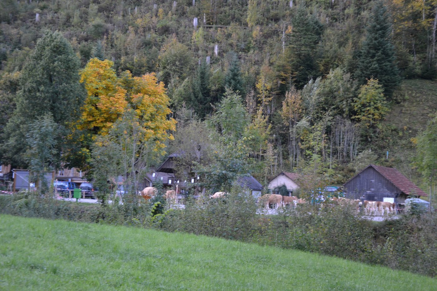 Der Viehschauplatz liegt im «Paradies».