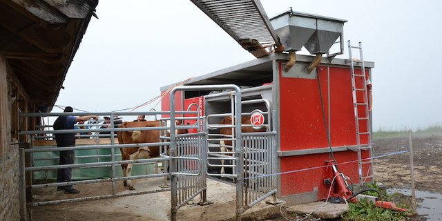 Vom Stall aus gelangen die Kühe zum Melkroboter. Der ist in einem Container untergebracht und kann im Winter ins Tal gezügelt werden. (Bilder Deborah Rentsch)