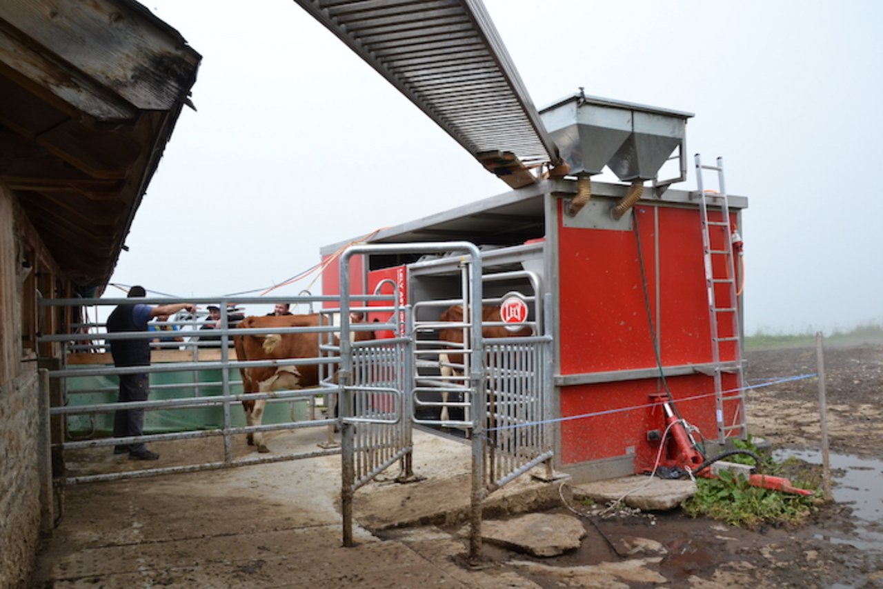 Vom Stall aus gelangen die Kühe zum Melkroboter. Der ist in einem Container untergebracht und kann im Winter ins Tal gezügelt werden. (Bilder Deborah Rentsch)
