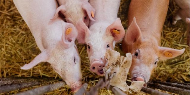 Junge Schweine im Stall