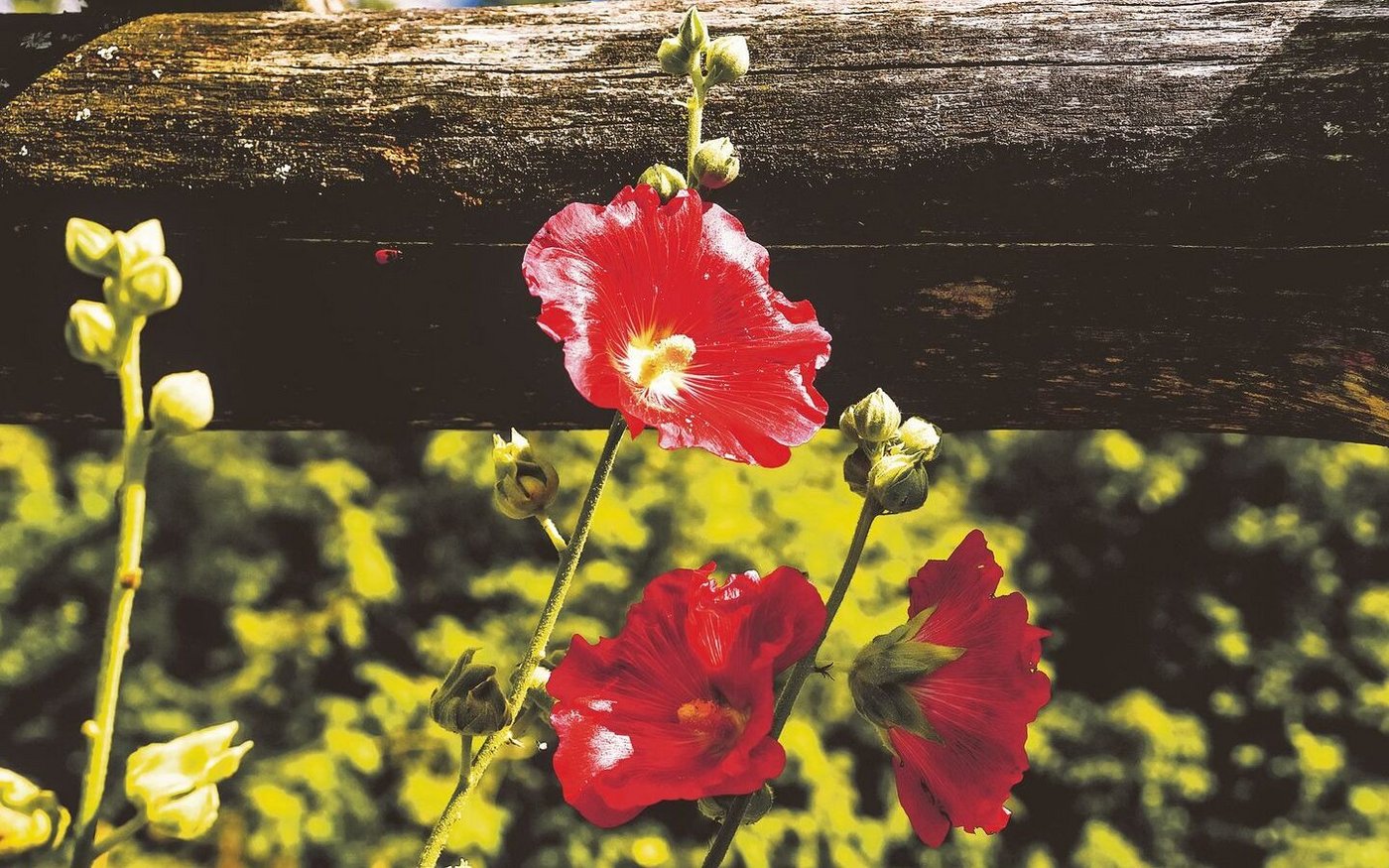 Stockrosen sind klassische Bauerngartenblumen.