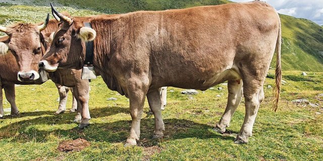 Die Monatspauschale für extensiv aufgezogene Rinder mit einem späten Erstkalbealter ist rund 40 Franken tiefer angesetzt alsin der intensiven Aufzucht.