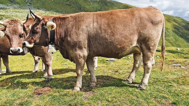 Die Monatspauschale für extensiv aufgezogene Rinder mit einem späten Erstkalbealter ist rund 40 Franken tiefer angesetzt alsin der intensiven Aufzucht.