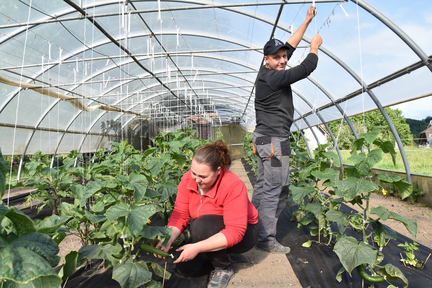 Anita Szekeres und Tibor Ferencz bei der Arbeit im Gemüsetunnel. Sorgfalt ist im Gemüsebau das höchste Gebot. 
