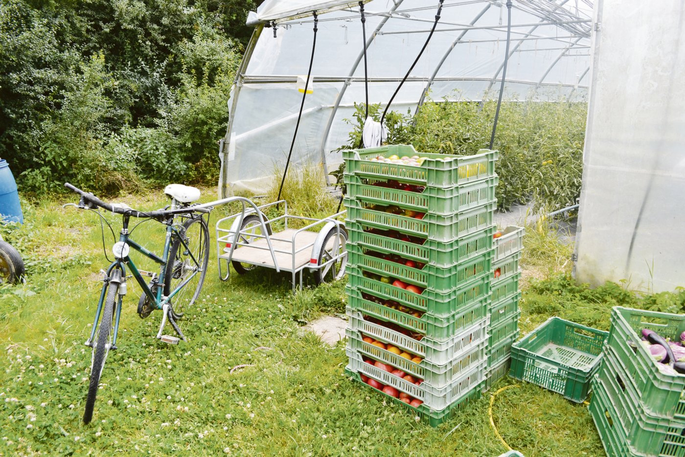 Das Erntegut wird per Velo und Anhänger transportiert.
