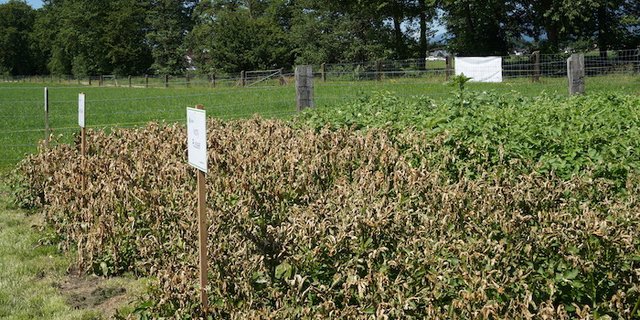 Im Feldversuch zeigt sich die Wirkung von Natrel. (Bilder drt)