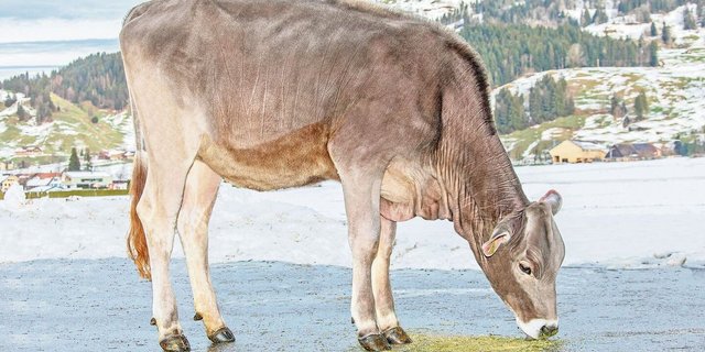 Biniam-Tochter Joyce erreichte mit 7500 Franken den Höchstpreis aller Brown-Swiss-Angebote.