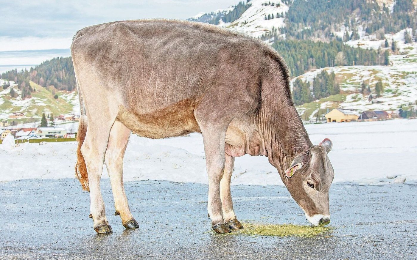 Biniam-Tochter Joyce erreichte mit 7500 Franken den Höchstpreis aller Brown-Swiss-Angebote.