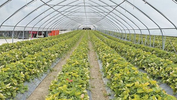 Im Beerenanbau wird Im Beerenanbau wird sich ab 2023 einiges ändern.