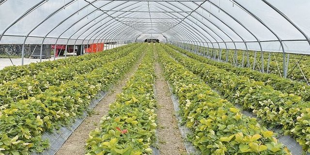 Im Beerenanbau wird sich ab 2023 einiges ändern.