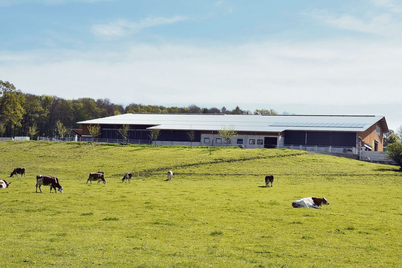 100 Meter lang und 45 Meter breit: Der neue Stall bietet Platz für 100 Kühe.