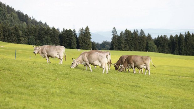 Vieh wird in Schwyz Vieh wird in Schwyz bereits viel geweidet, die Anforderungen des neuen RAUS-Weideprogramms sind aber für viele Bauern nicht praxistauglich.
