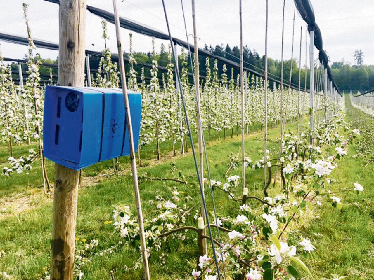 Die «Osmipro»-Nisteinheit von «Pollinature» sollte im Frühjahr an einem sonnenexponierten, vor Wind und Pflanzenschutz geschützten Ort in der Obstanlage aufgestellt werden. Im Herbst schickt sie der Obstbauer zur Pflege der Mauerbienen zurück. (Bild «Pollinature»)