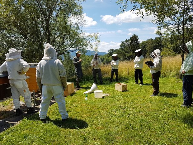 Für den Erhalt der Dunklen Biene in der Schweiz versucht der Verein mellifera.ch weitere Mitstreiter zu gewinnen. (Bild mellifera.ch)