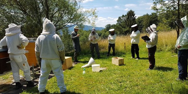Für den Erhalt der Dunklen Biene in der Schweiz versucht der Verein mellifera.ch weitere Mitstreiter zu gewinnen. (Bild mellifera.ch)