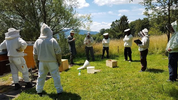 Für den Erhalt der Dunklen Biene in der Schweiz versucht der Verein mellifera.ch weitere Mitstreiter zu gewinnen. (Bild mellifera.ch)