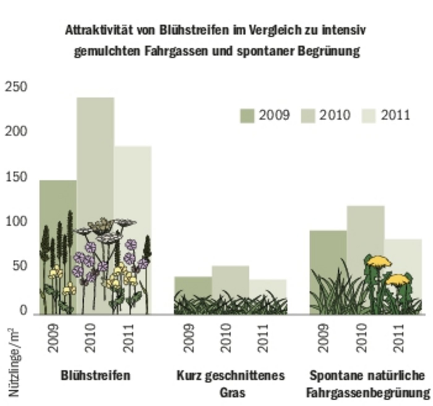 In einer dreijährigen Studie wurde festgestellt, dass eingesäte Blühstreifen attraktiver waren als z. B. begrünte Fahrgassen. (Bild zVg)