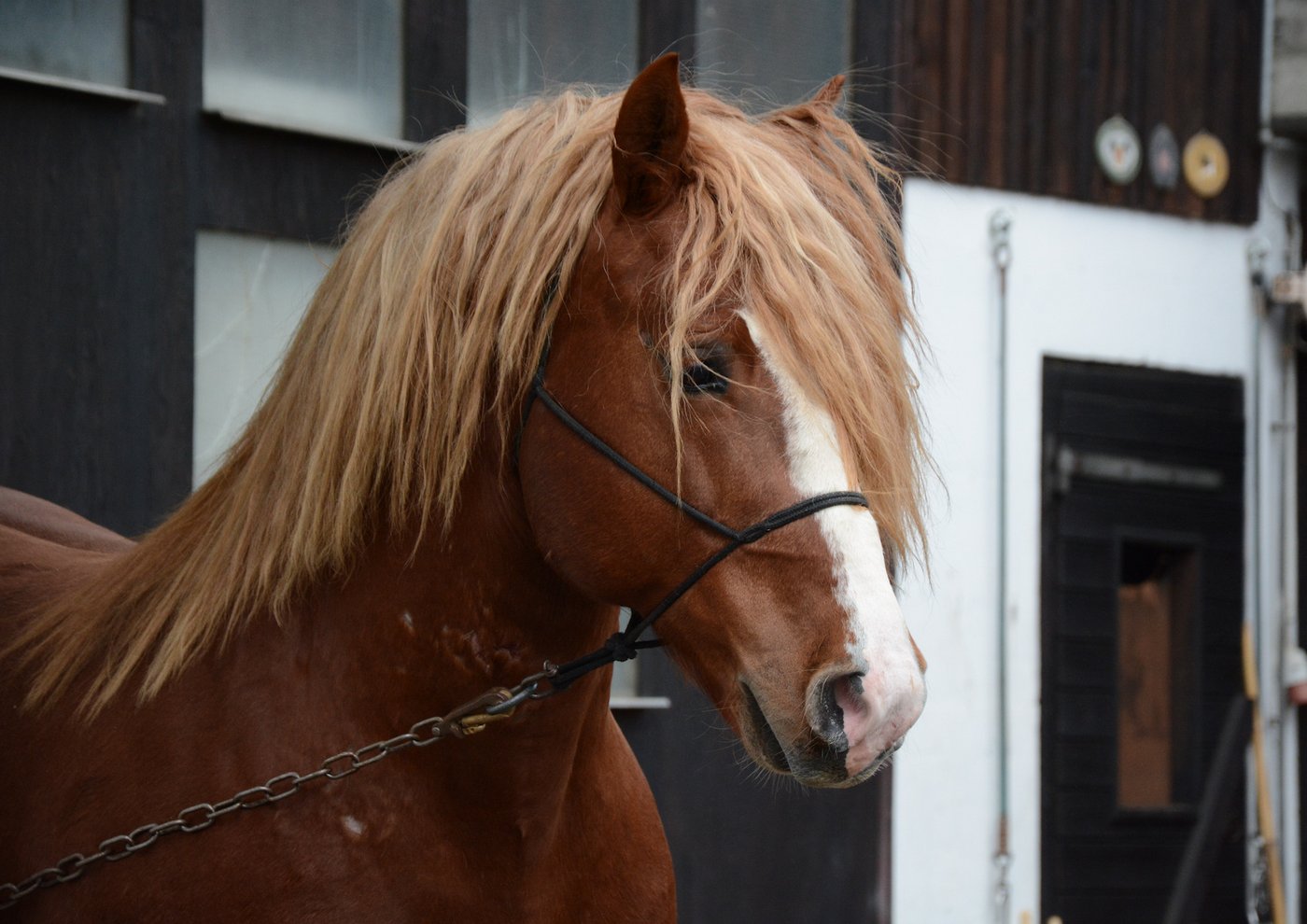 Auch Urfreiberger Charly, der aus dem Bestand von Hefenhofen zur Steigerung nach Schönbühl BE kam, wird beurteilt.