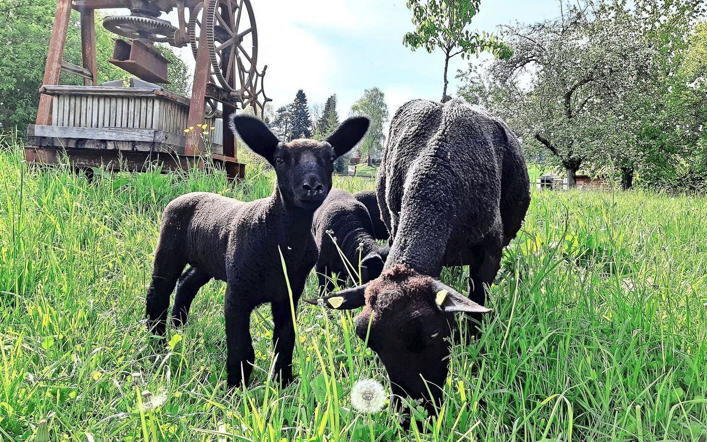 Die Schafe sind trotz der häufigen Niederschläge auf der Weide. Ein besonderes Augenmerk auf die Klauen zu legen, ist notwendig.