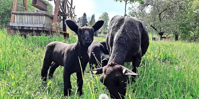 Die Schafe sind trotz der häufigen Niederschläge auf der Weide. Ein besonderes Augenmerk auf die Klauen zu legen, ist notwendig.