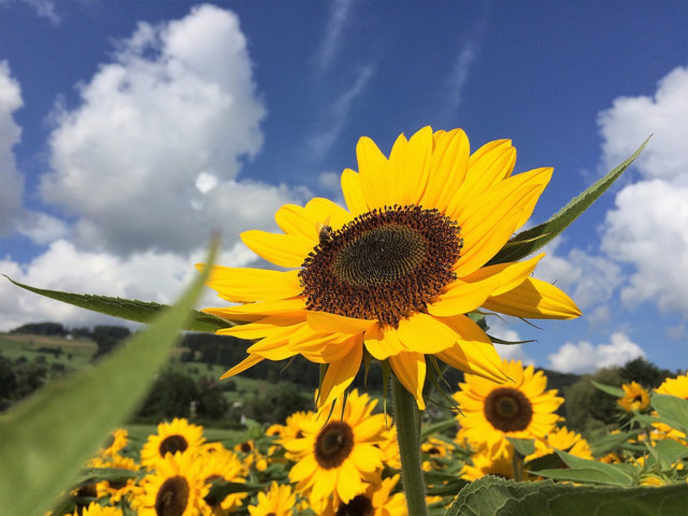 Siegerbild Kategorie Pflanzen: Magie einer Sonnenblume an einem traumhaften Sommertag. (Karl Heinz Odermatt, Mosen am Hallwilersee)