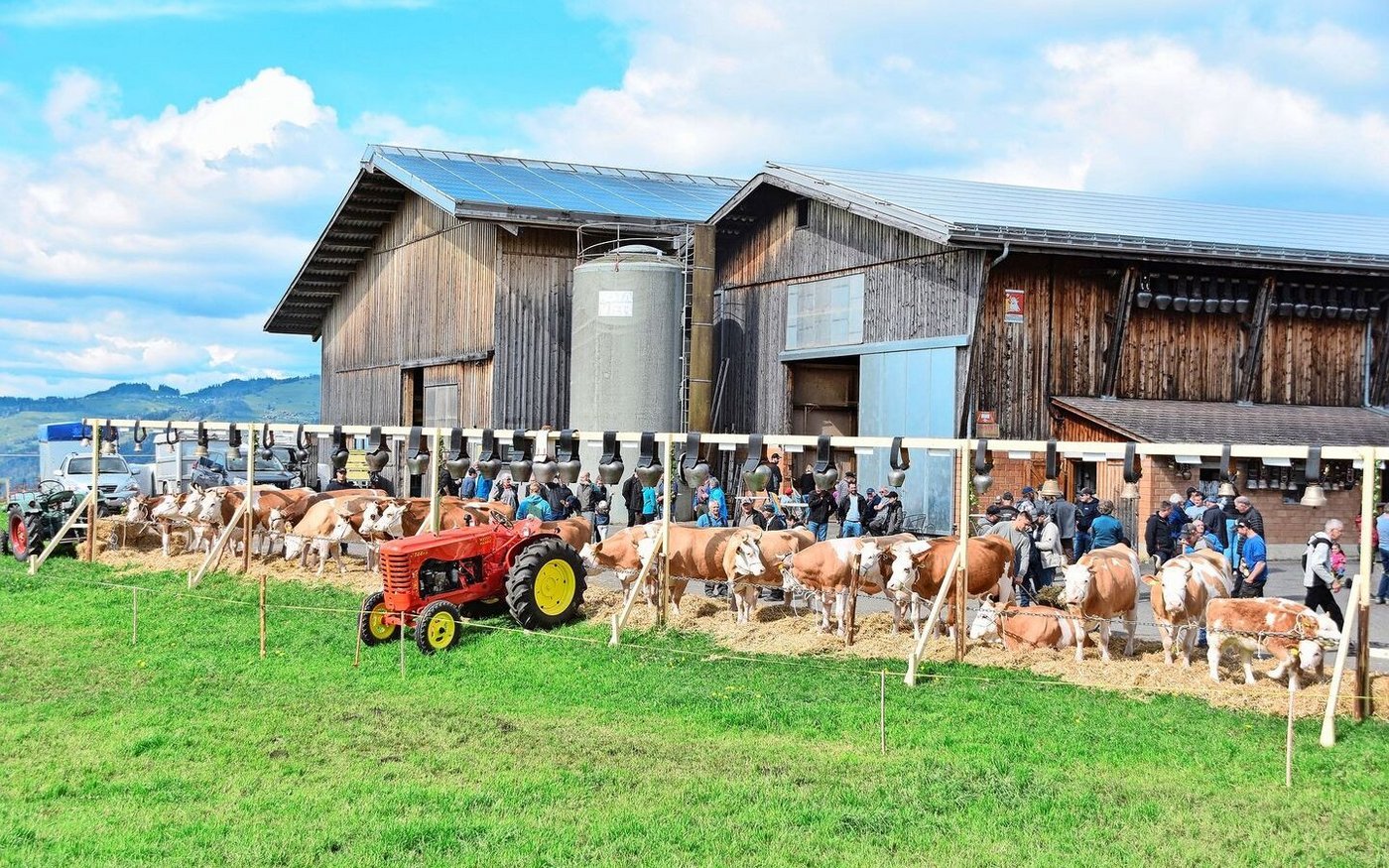 Ein eindrückliches Bild auf dem Betrieb von Ueli und Brigitte Schärz. 23 Tiere umfassen die vier Familien – alles reine Simmentaler. 