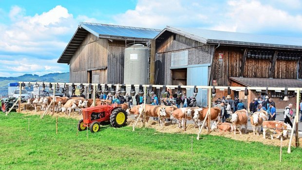 Ein eindrückliches Bild auf dem Betrieb von Ueli und Brigitte Schärz. 23 Tiere umfassen die vier Familien – alles reine Simmentaler. 