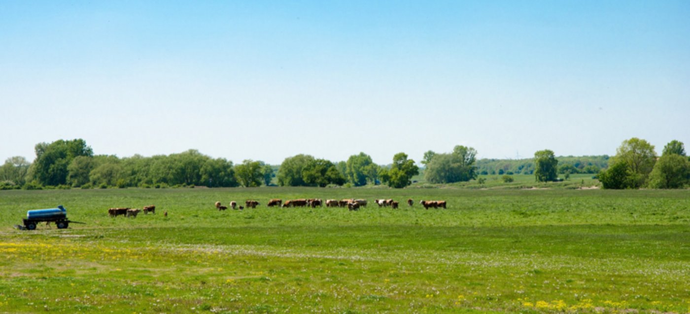 Landwirtschaft in Sachsen-Anhalt: Viele Flächen gehören nicht mehr den ansässigen Landwirten. (Symbolbild/Pixabay)