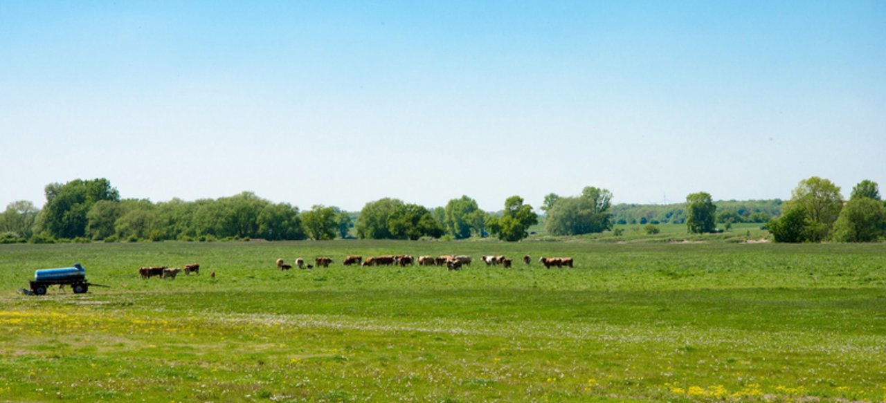 Landwirtschaft in Sachsen-Anhalt: Viele Flächen gehören nicht mehr den ansässigen Landwirten. (Symbolbild/Pixabay)