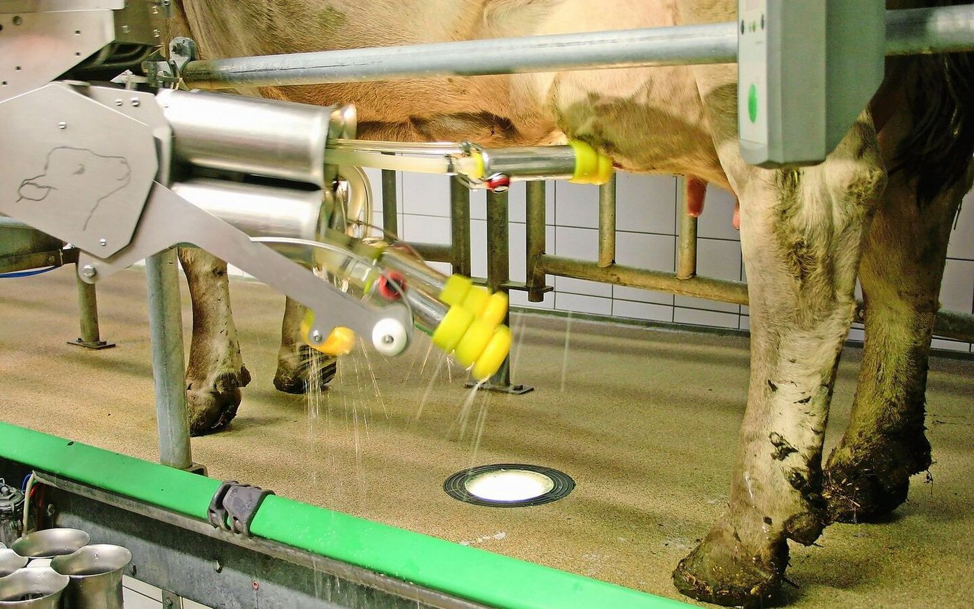 Bald schon Standard: Rund 1800 Betriebe haben bereits einen Melkroboter und profitieren von der Automatisierung.