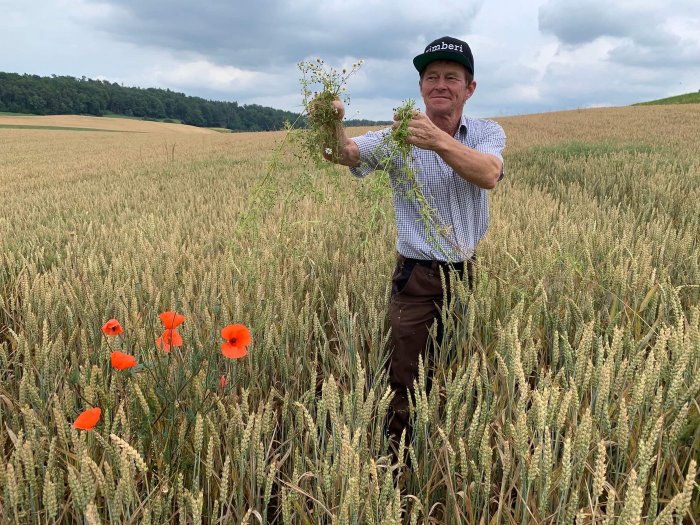 IP-Suisse-Bauer Roland Binder aus Baldingen im Weizenfeld. Dieses Jahr wurden erstmals keine  Herbizide eingesetzt. Gleichwohl sind nur wenige Klebern, Kamillen und Blacken zu sehen. (Bild Josef Scherer)