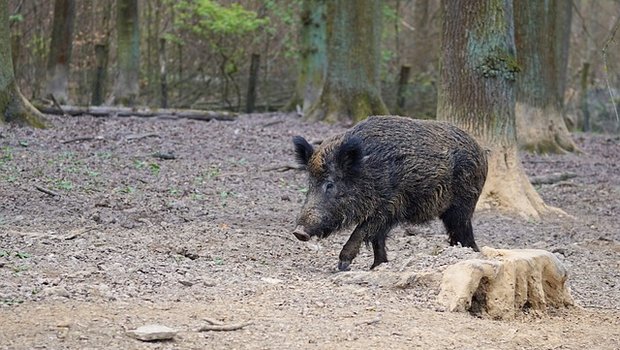 Ein Bodenhilfsstoff, der auf das Signal "Mensch" programmiert ist, soll Wildschweine im Wald halten. (Bild Pixabay) 