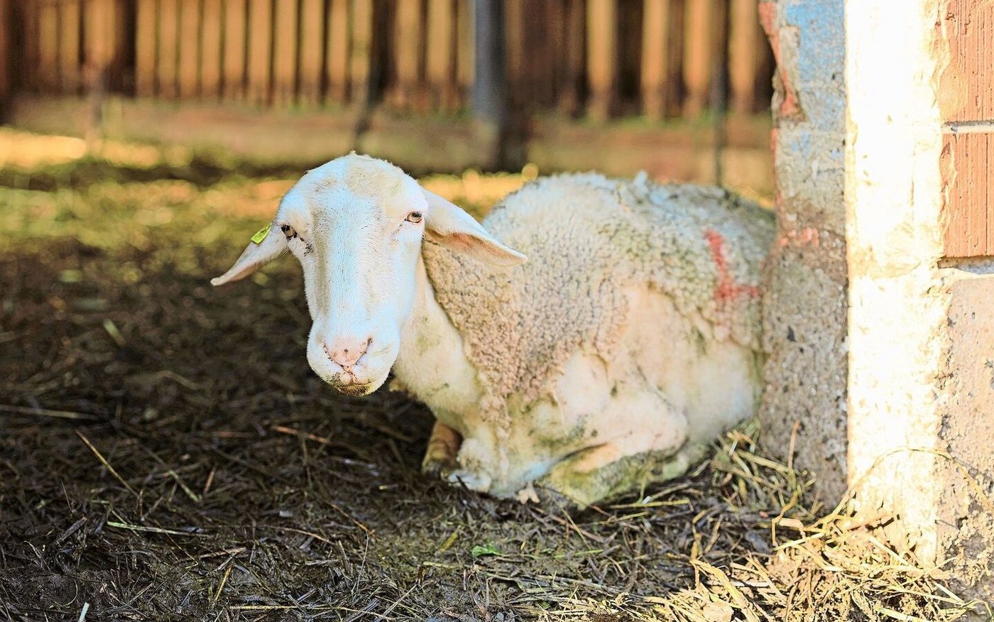 Ein vom BT-Virus befallenes Schaf mit Krankheitssymptomen: hängende Ohren, Lahmheit, Fieber, starke angeschwollene Kopfpartien (Augenlider, Vorderteil der Schnauze) und struppiges Fell.  