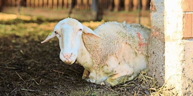 Ein vom BT-Virus befallenes Schaf mit Krankheitssymptomen: hängende Ohren, Lahmheit, Fieber, starke angeschwollene Kopfpartien (Augenlider, Vorderteil der Schnauze) und struppiges Fell.  