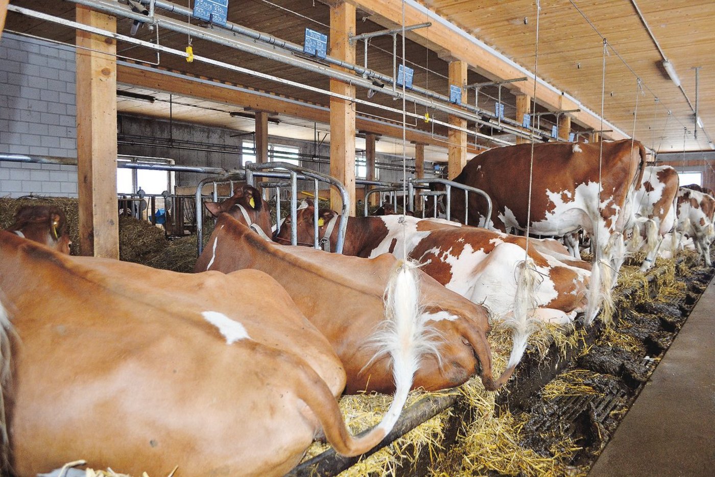 Nach wie vor stehen rund die Hälfte der Milchkühe in Anbindehaltung. Die Kritik an diesem Haltungssystem ist zumindest teilweise unbegründet.(Bild joy)