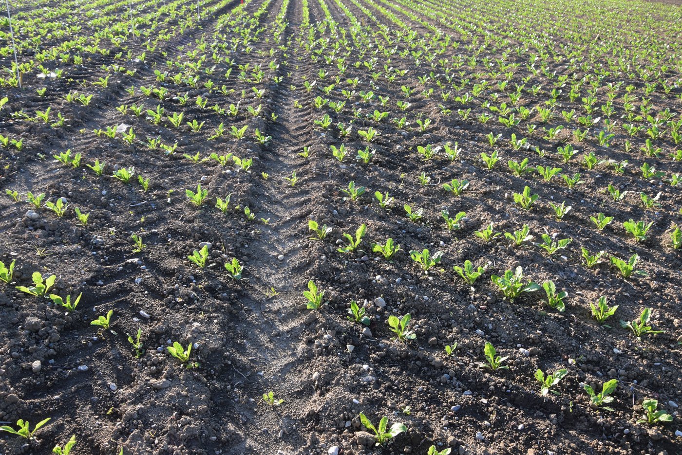 Hier wurde die neue herbizidtolerante Sorte Smart Belamia angebaut und mit dem Herbizid Conviso One behandelt. Die Fläche wirkt frei von Unkraut. (BIld Katrin Erfurt)