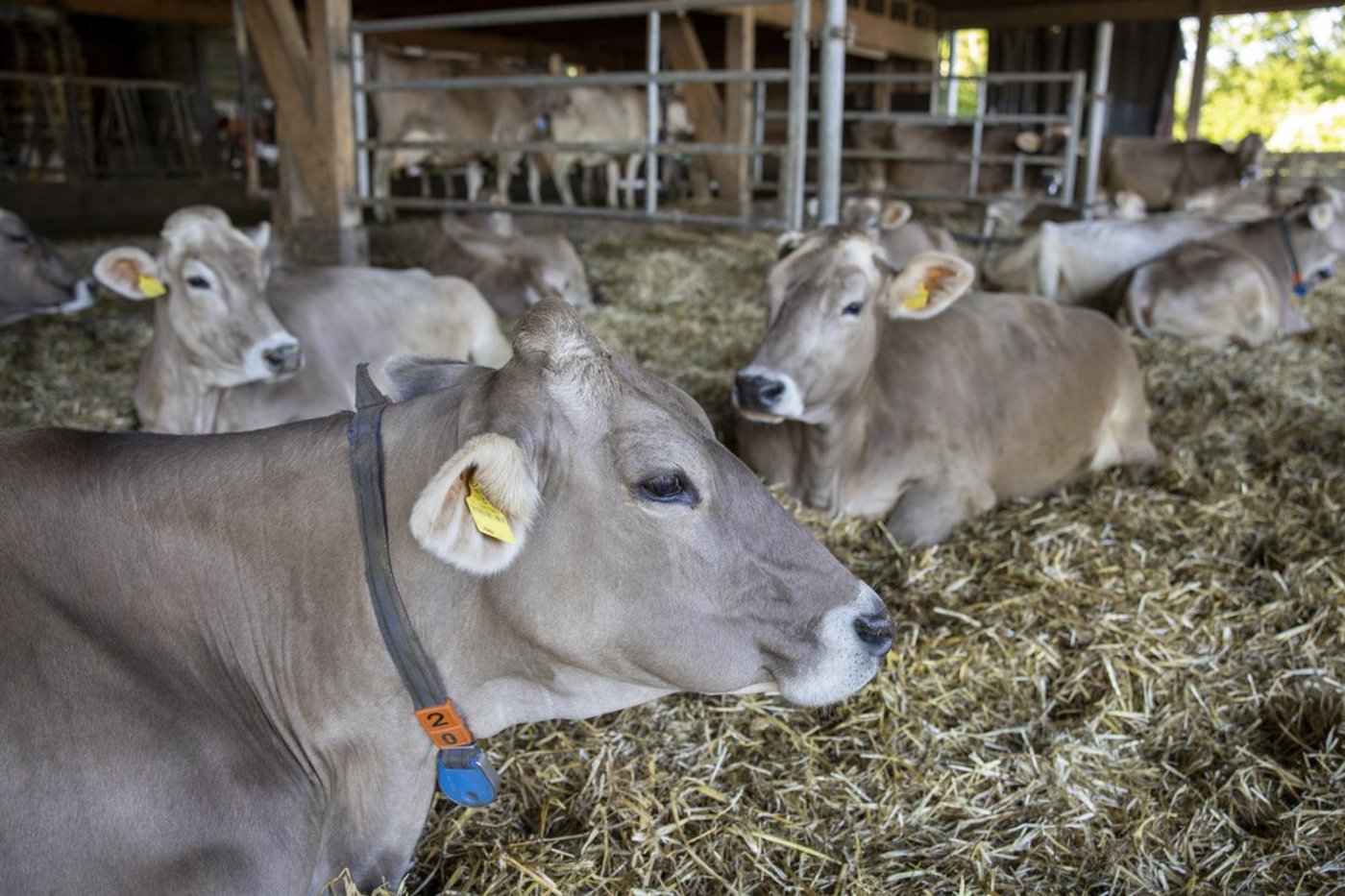 Es ist noch nicht alles in Butter, aber insgesamt ist die Marktlage auch bei der Industriemilch wie in diesem Stall im Moment relativ entspannt. (Bild Gian Vaitl/«die grüne»)