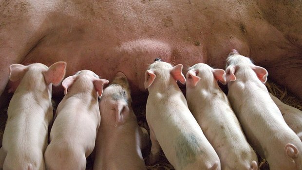 Schweinezüchter werden dringend dazu aufgerufen, ihre Bestände an Zuchtsauen zu reduzieren. (Bild Pixabay)